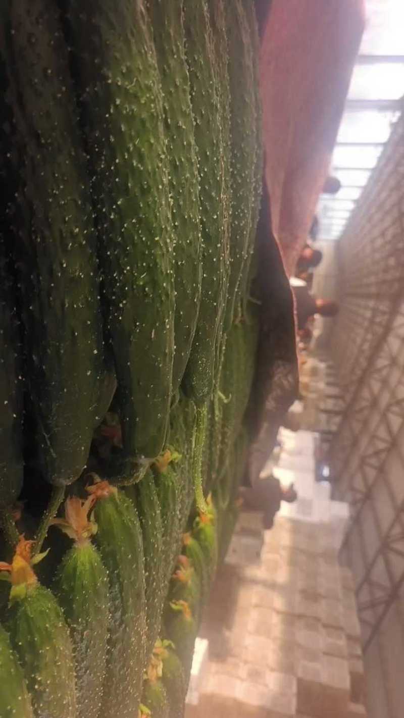 新黄瓜上市，鲜嫩可口