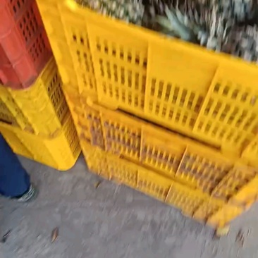 海南金钻凤梨