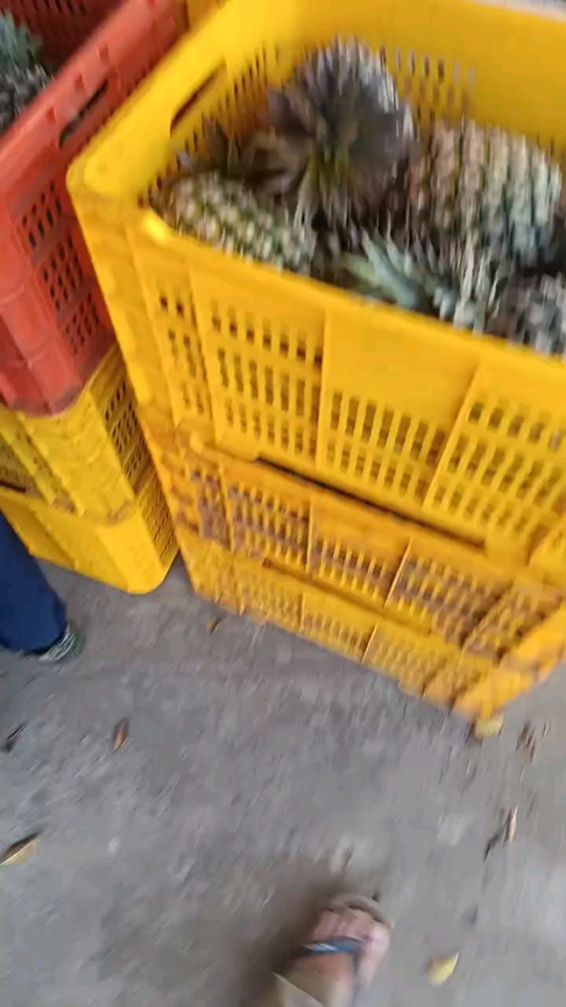 海南金钻凤梨
