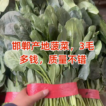邯郸精品大叶菠菜产地直发