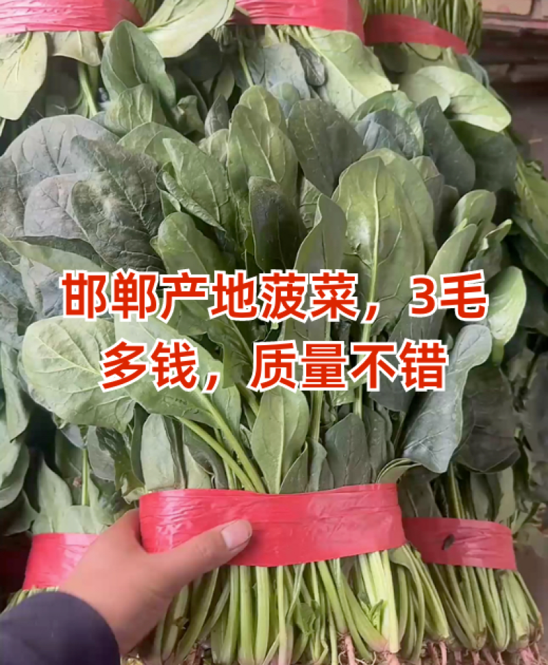 邯郸精品大叶菠菜产地直发
