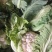 陕西实花，新鲜上市，货源充足，对接市场，档口，超市，