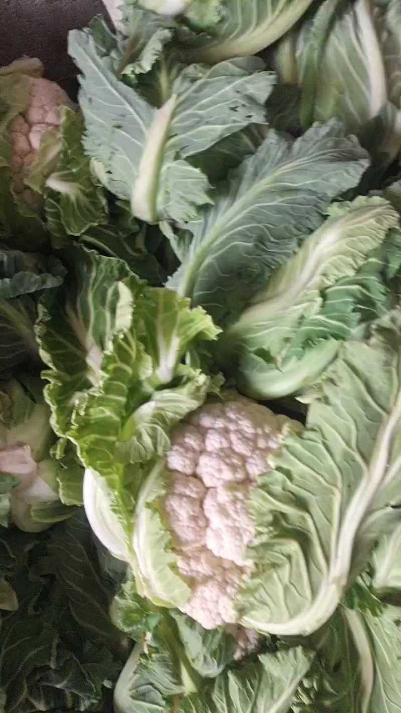 陕西实花，新鲜上市，货源充足，对接市场，档口，超市，