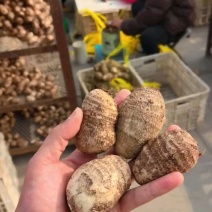 8520芋头，奶香芋头产地直发，货源充足，保证质量