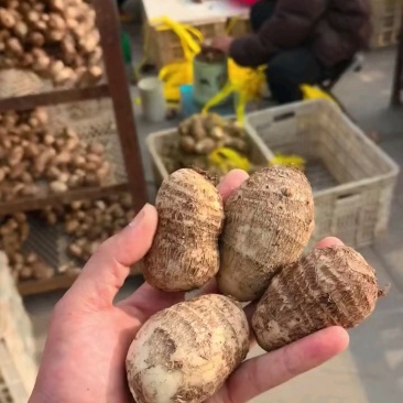 8520芋头，奶香芋头产地直发，货源充足，保证质量