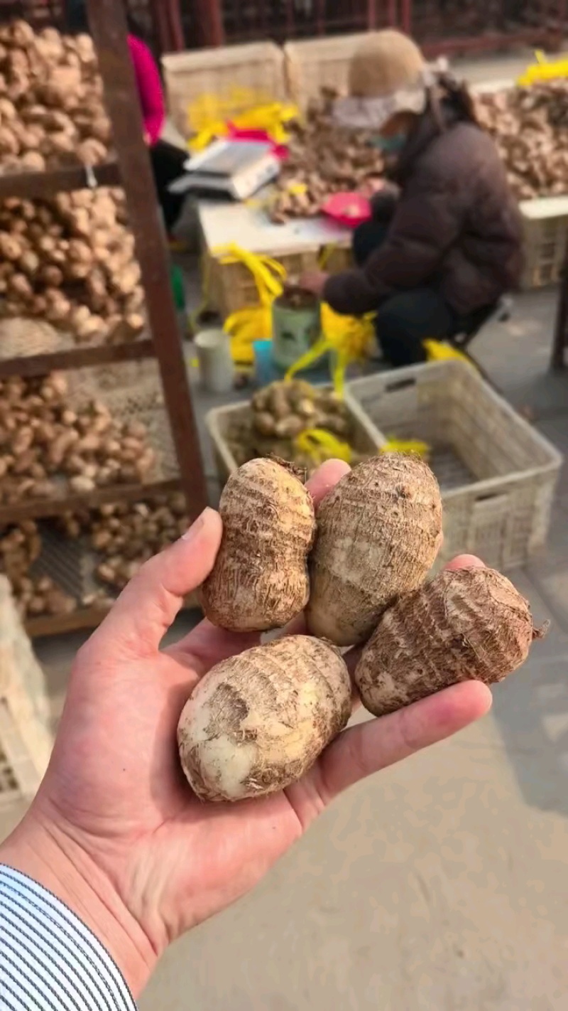 8520芋头，奶香芋头产地直发，货源充足，保证质量