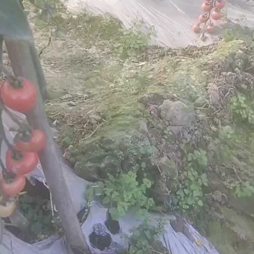 西红柿上市，产地直供新鲜优质