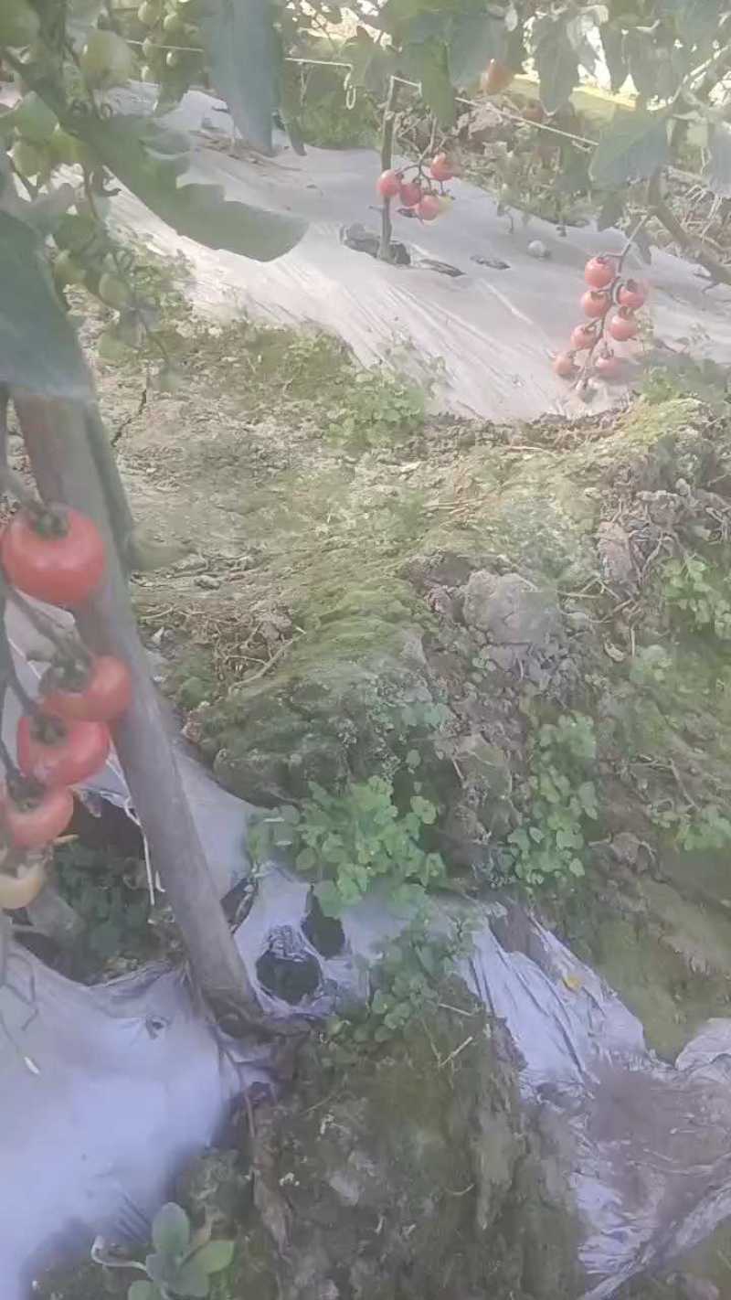 西红柿上市，产地直供新鲜优质