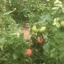 普罗旺斯西红柿，有机西红柿，颜色鲜艳，本地种植，口感很好