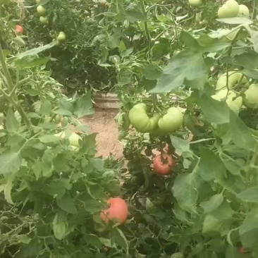 普罗旺斯西红柿，有机西红柿，颜色鲜艳，本地种植，口感很好