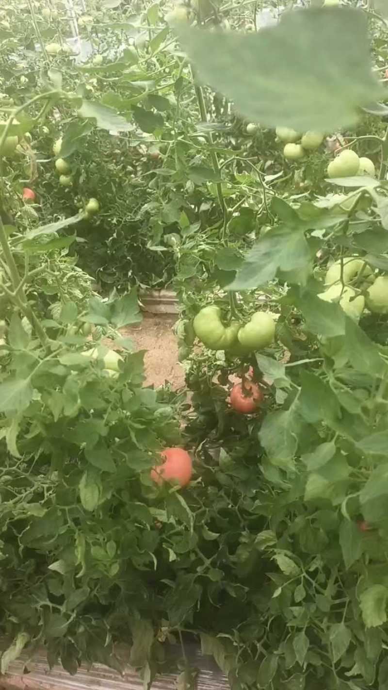 普罗旺斯西红柿，有机西红柿，颜色鲜艳，本地种植，口感很好