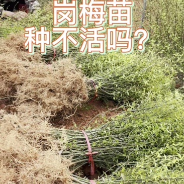 优质岗梅苗，基地直销