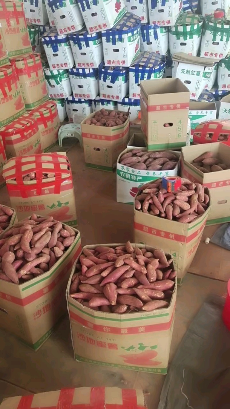 广东精品西瓜红红薯大量上市品质保证量大从优一手货