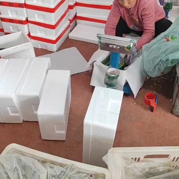 寿光水果黄瓜质量保障对接电商市场商超可视频看货