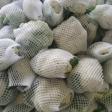 松花菜菜花花菜产地看货论价保质保量欢迎订购
