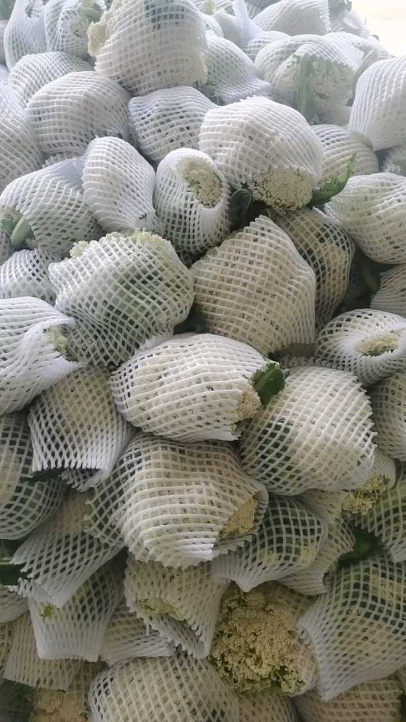 松花菜菜花花菜产地看货论价保质保量欢迎订购