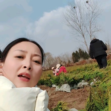 40-50高龙柏，颗颗漂亮，大量有货