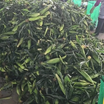 《热卖》云南金银双色水果玉米基地直发保质保量一条龙服务