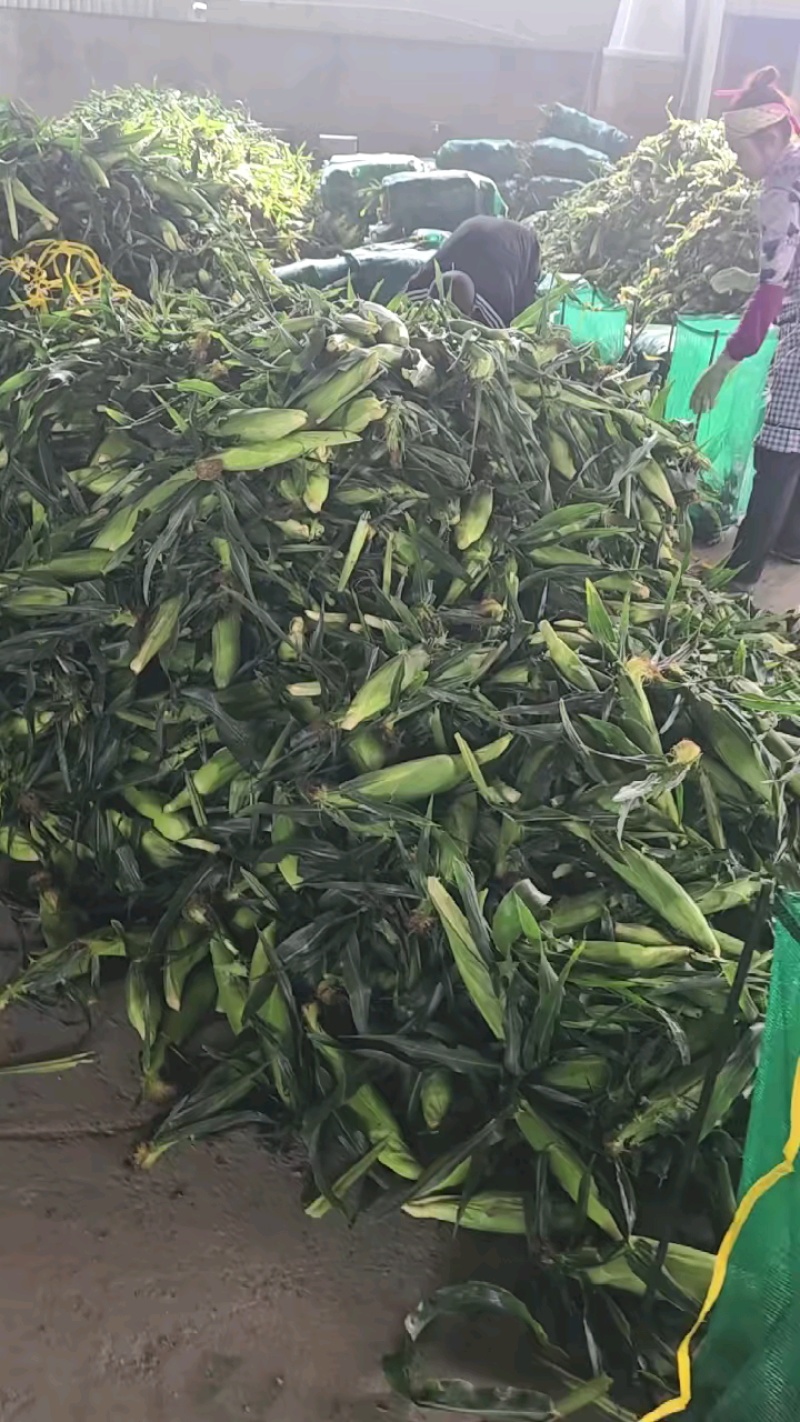 《热卖》云南金银双色水果玉米基地直发保质保量一条龙服务