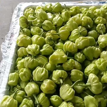 精品白椒灯笼椒，数量不多速抢！
