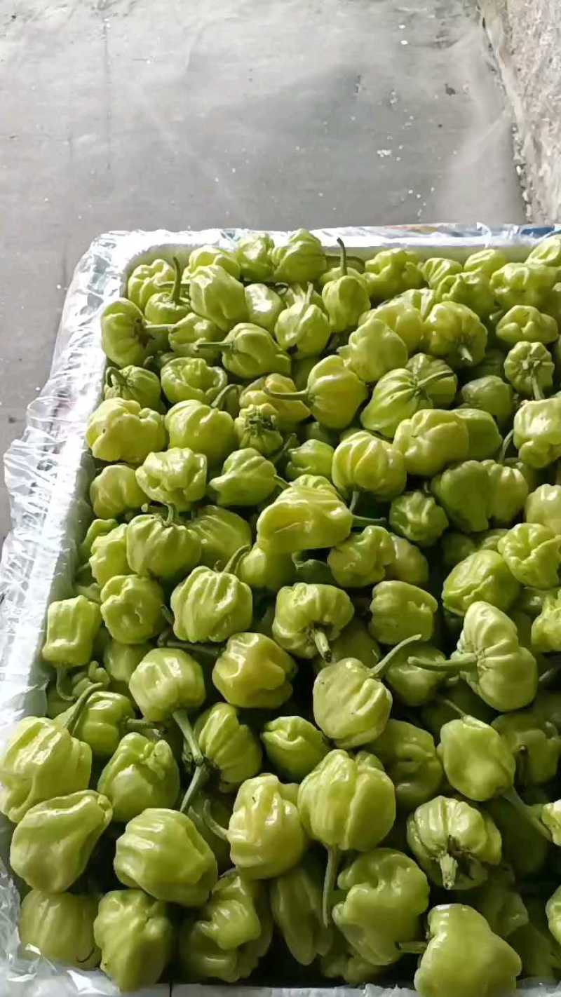 精品白椒灯笼椒，数量不多速抢！