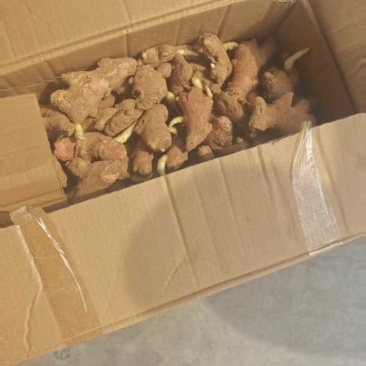 山东优质大黄姜姜种上市需要的电话咨询，支持全国发货