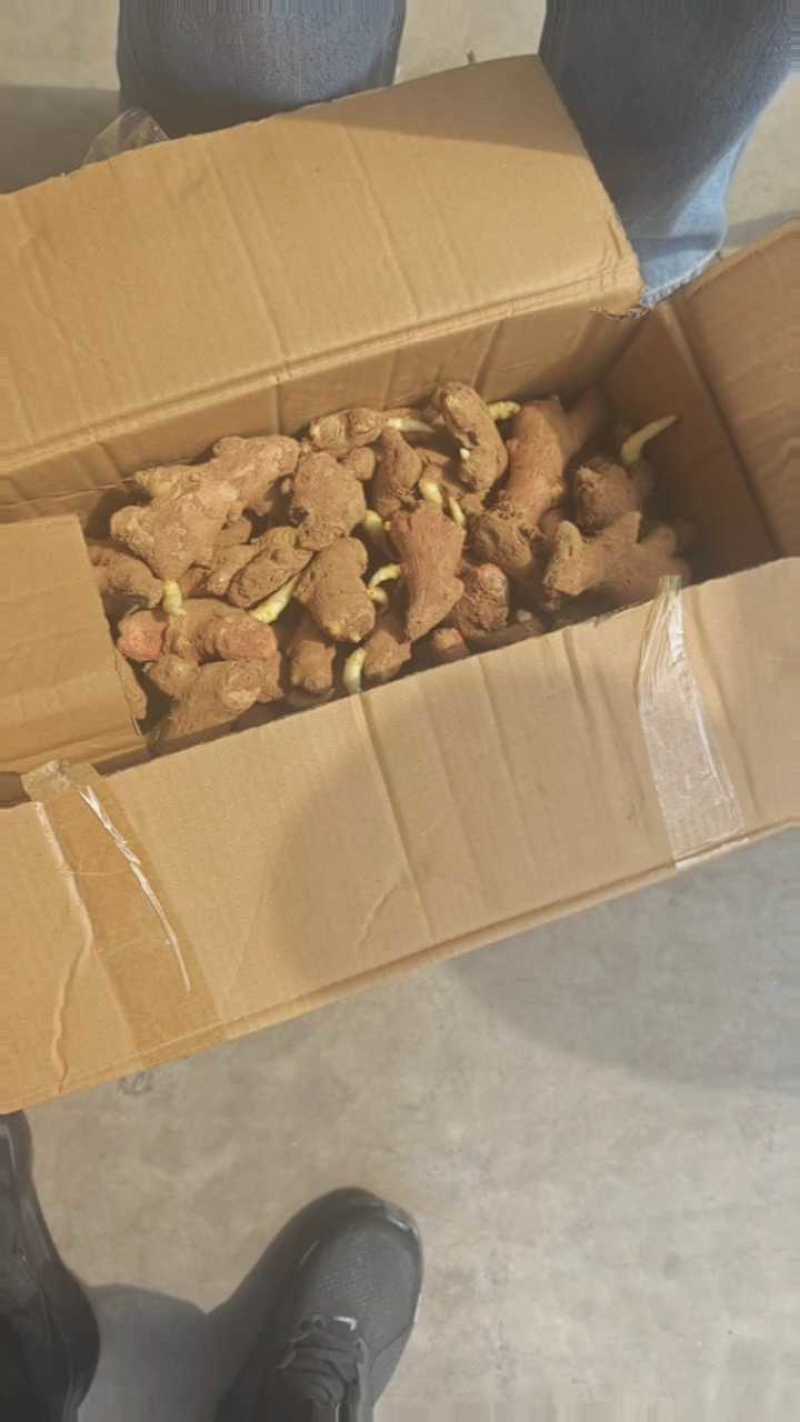 山东优质大黄姜姜种上市需要的电话咨询，支持全国发货