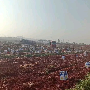 土豆黄心土豆沃土5号基地直供量大从优联系订购