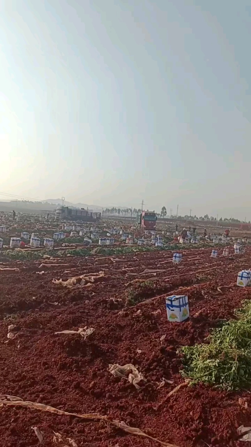 土豆黄心土豆沃土5号基地直供量大从优联系订购