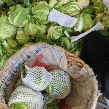 菜花1~3斤乳白紧花质量好货源广