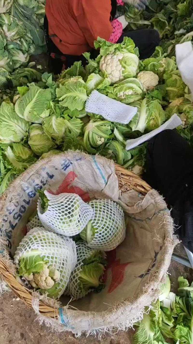 菜花1~3斤乳白紧花质量好货源广