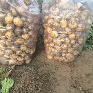 湖北精品黄皮黄心小土豆现货大量上市产地直供提供一件代发