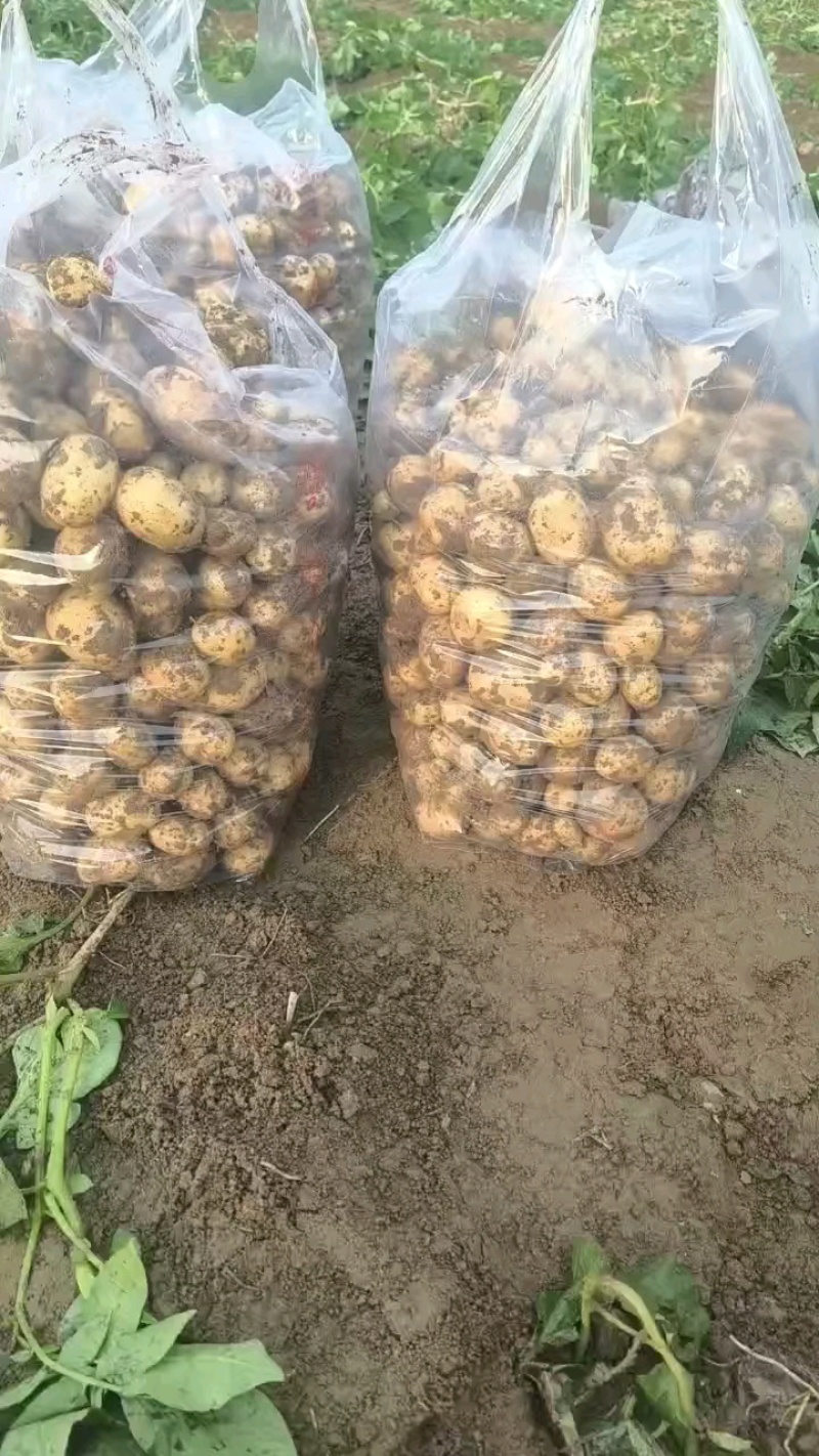 湖北精品黄皮黄心小土豆现货大量上市产地直供提供一件代发