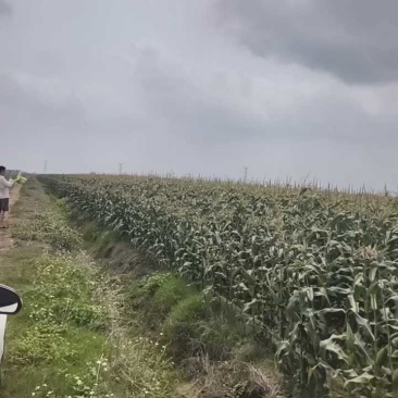 水果玉米品质保证大量有货价格美丽欢迎联系