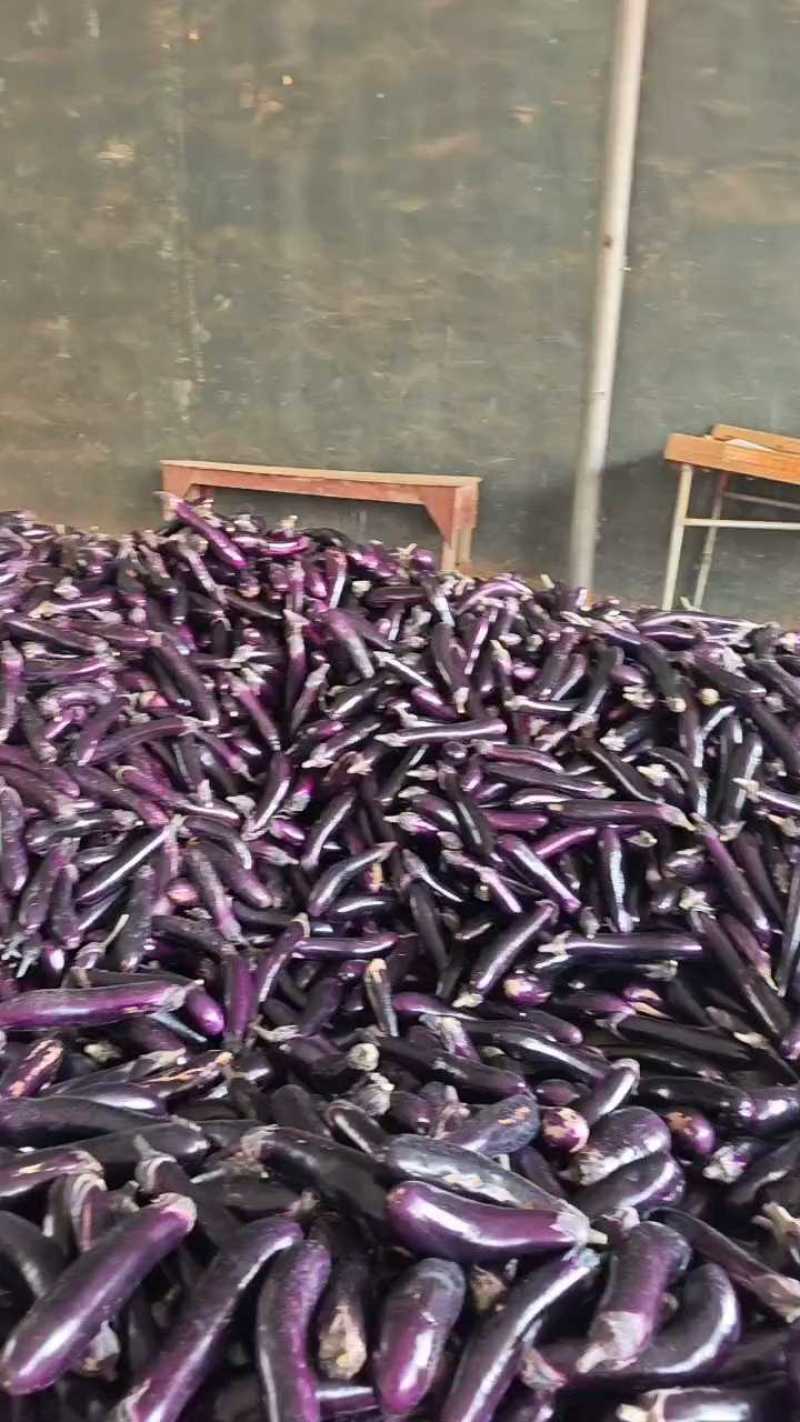 紫长茄广东紫茄，茄子对接商超档口欢迎