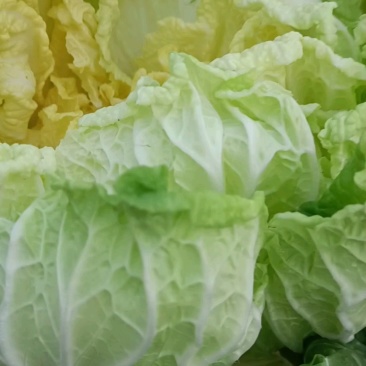 山东大白菜，无烧心，货量充足