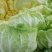 山东大白菜，无烧心，货量充足