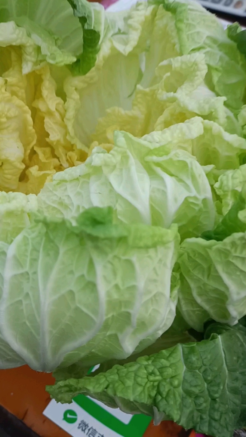山东大白菜，无烧心，货量充足