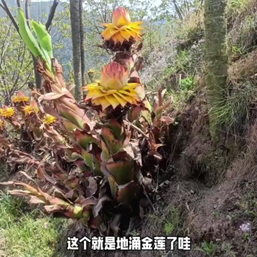 云南农家地涌金莲盆栽花卉冬季开花室内客厅栽种新鲜现挖包邮