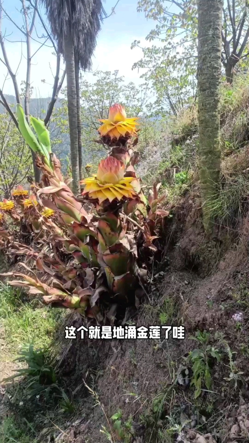云南农家地涌金莲盆栽花卉冬季开花室内客厅栽种新鲜现挖包邮