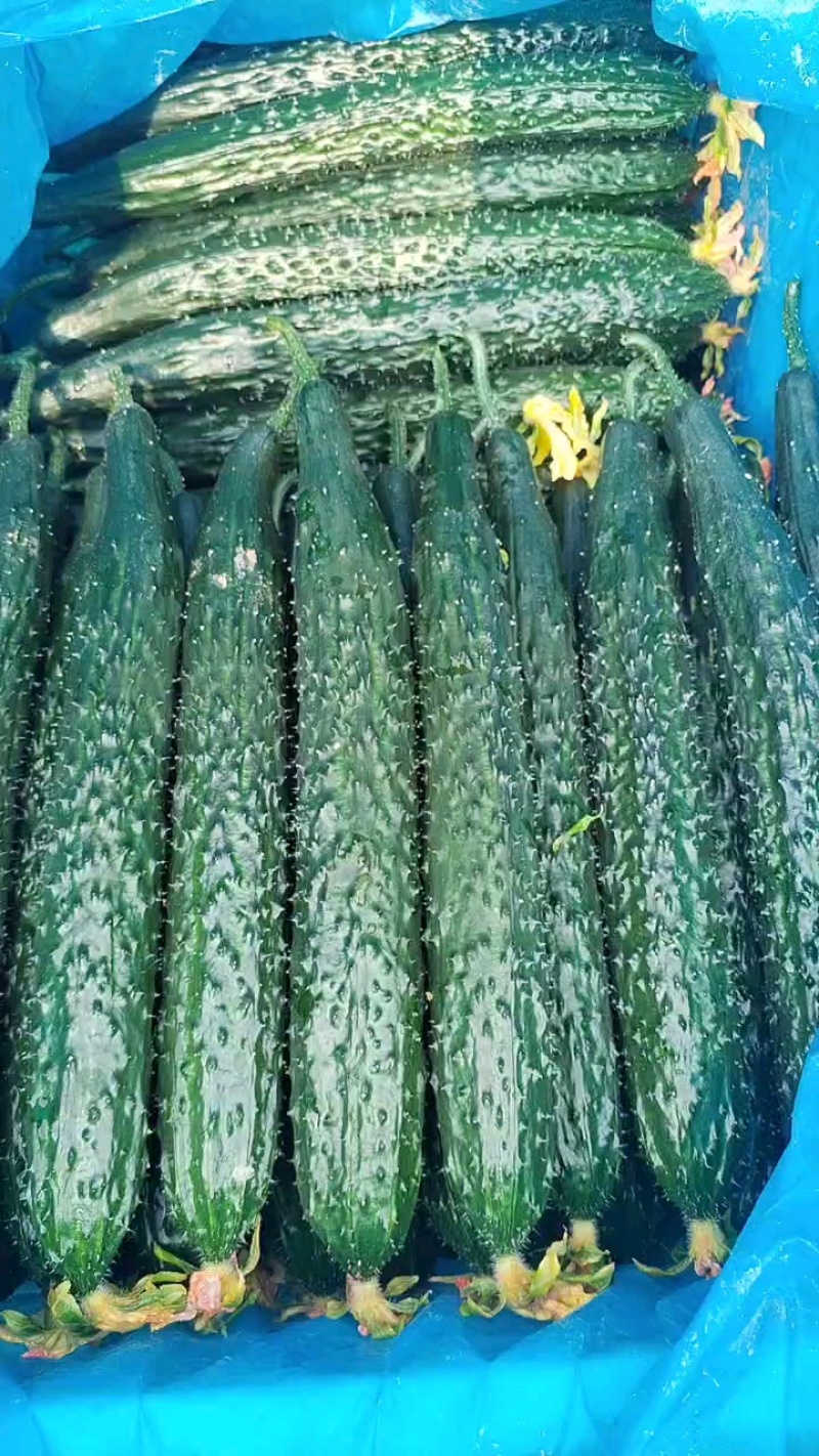 密刺黄瓜品质保证服务周到产地直发