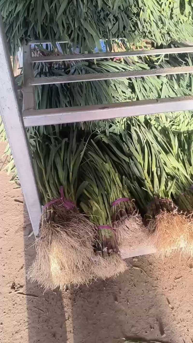 江苏徐州丰县红根蒜苗大量上市，全国发价