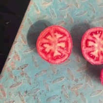 西红柿，硬粉西红柿，产地直供，品质保障，量大从优，欢迎咨询