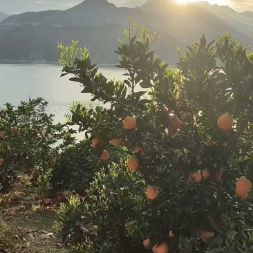 （实力供货商）伦晚脐橙伦晚春橙看园采摘保质保量全国发货