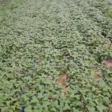 新品种红薯苗，哈密红皮白果，货量充足