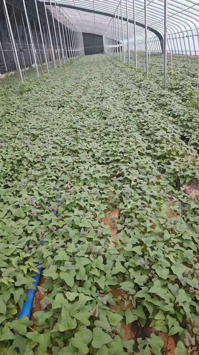 新品种红薯苗，哈密红皮白果，货量充足