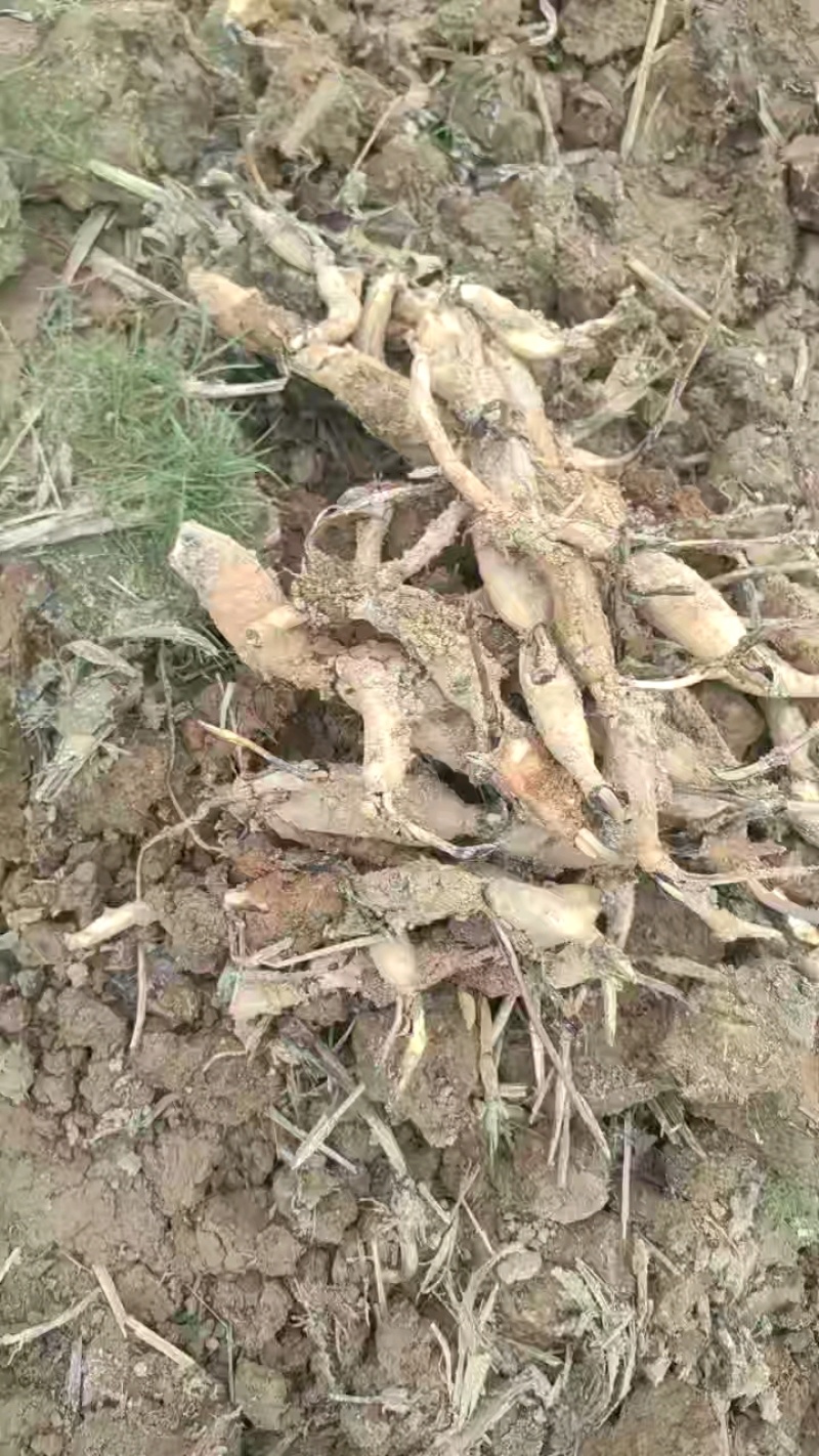 新鲜藕苗，60只箱装，品质优良。