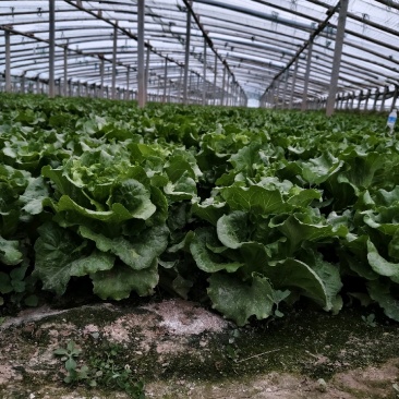 温室意大利生菜新鲜上市