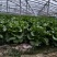 温室意大利生菜新鲜上市