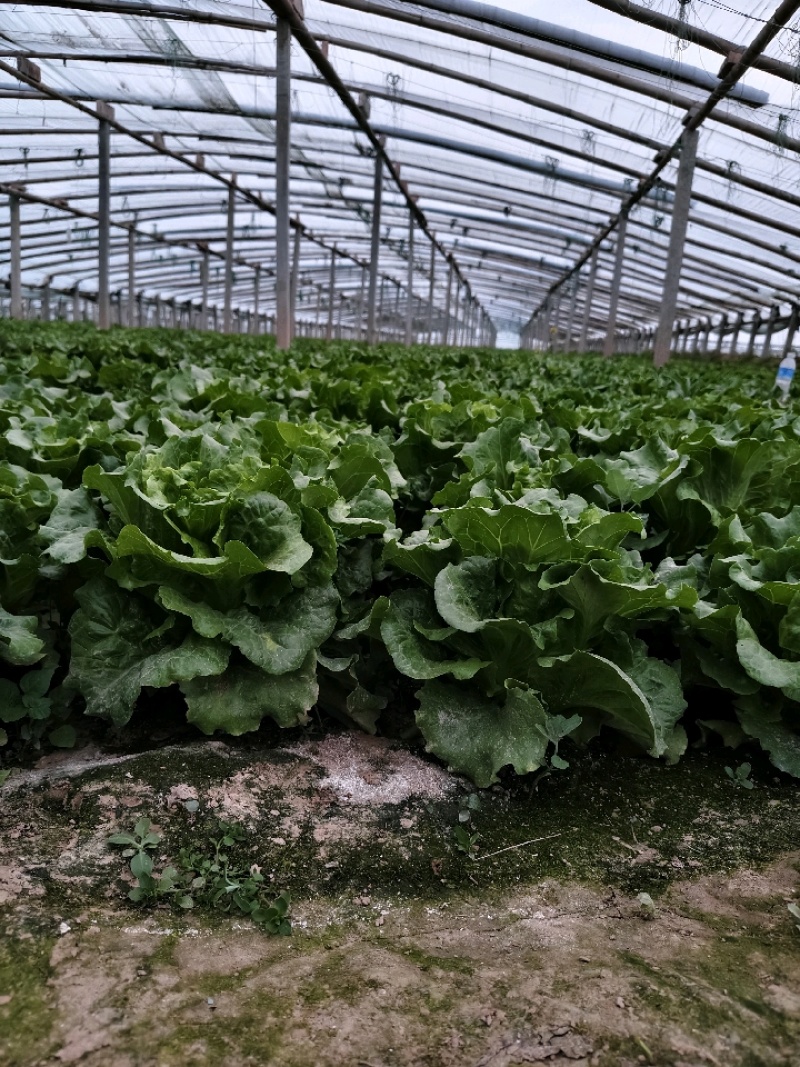 温室意大利生菜新鲜上市